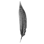 Feather III