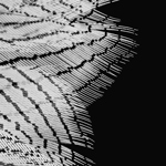 Feather Detail 2
