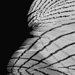 Feather Detail 1