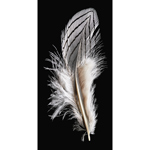 Feather 12
