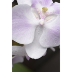Orchid 4