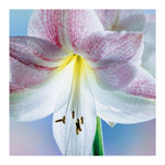Amaryllis Blossom 2