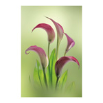 Lilies in Bloom 1
