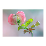 Pink Spring Floral 6