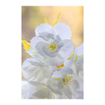 White Spring Floral 4