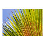 Palm Frond Left