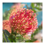 Protea Flower 2