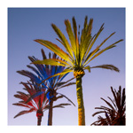 Colored Palms 1