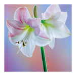 Amaryllis Blossom 1