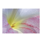 Amaryllis Blossom 4