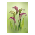 Lilies in Bloom 2