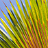 Palm Frond Left