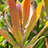 Protea Leaves