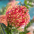 Protea Flower 2