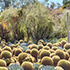Cacti Landscape