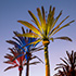 Colored Palms 1