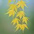 Leaf Patterns 9