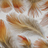 Feather 10